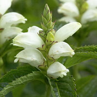 Chelone Glabra Blumensamen zur Aussaat Landhaus Garten wichtig Traditionssorte & ohne Gentechnik Samen Hausgarten