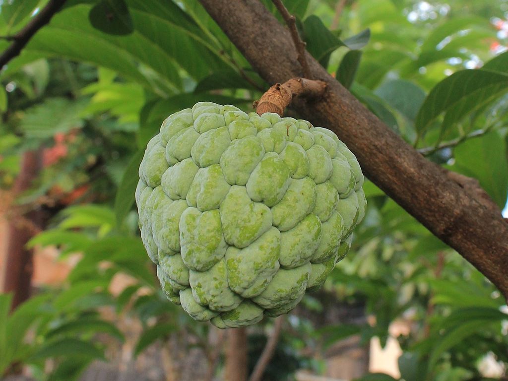 Annona cherimola Fruchtsamen für einfaches Anpflanzen
