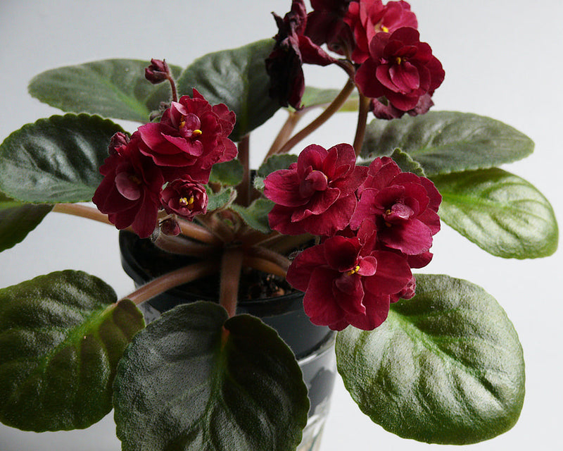 African Violett Rot Blumensamen einzigartig Bodendecker – exotisch Blüten