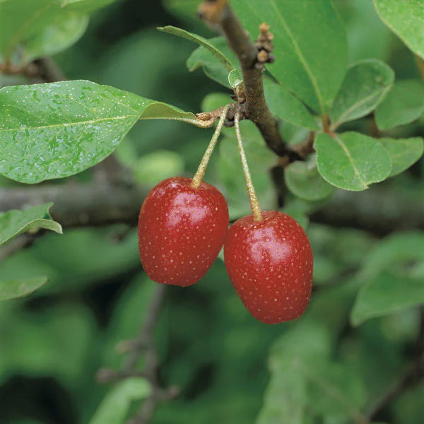Goumi-Beere Frucht samen für einfaches Anpflanzen