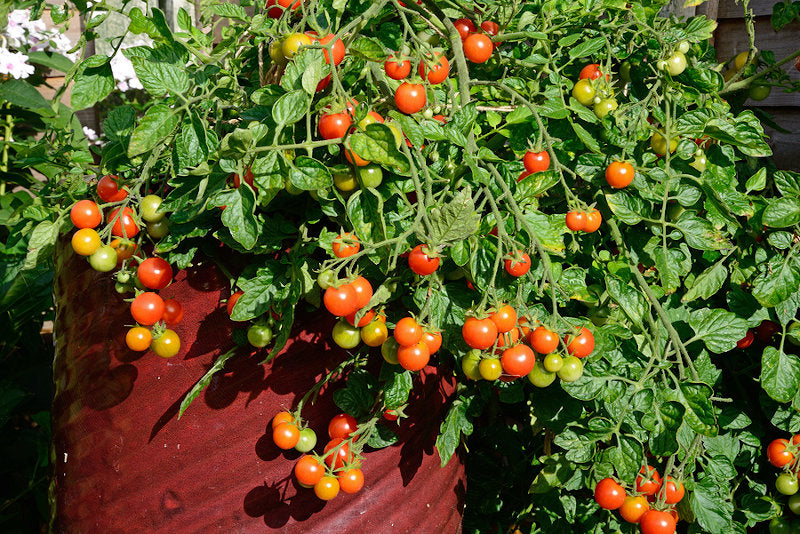 Clusters of ripe vishenka cherry tomatoes