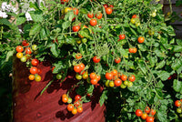 Clusters of ripe vishenka cherry tomatoes