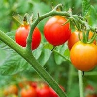 Cherry tomato samen für aussaat