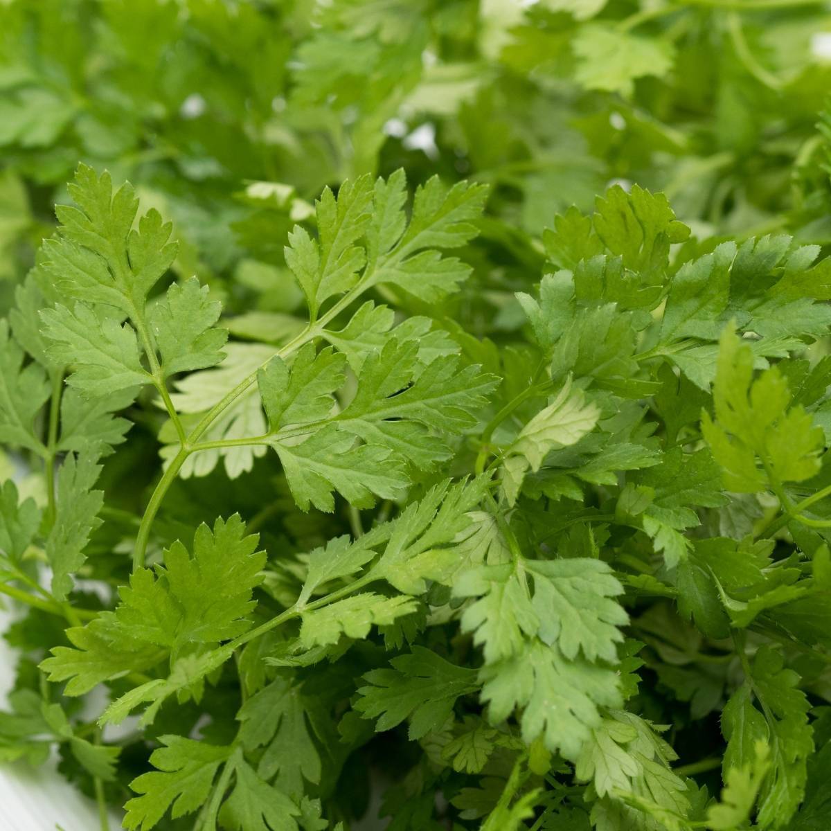 Chervil grown from Samen adding leafy texture to borders