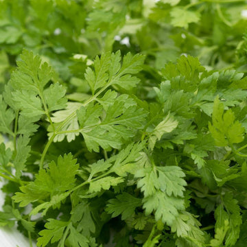 Chervil grown from Samen adding leafy texture to borders