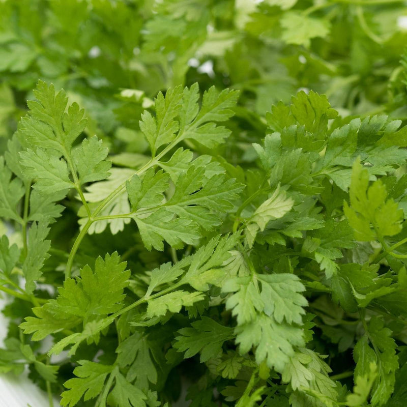 Chervil grown from Samen adding leafy texture to borders