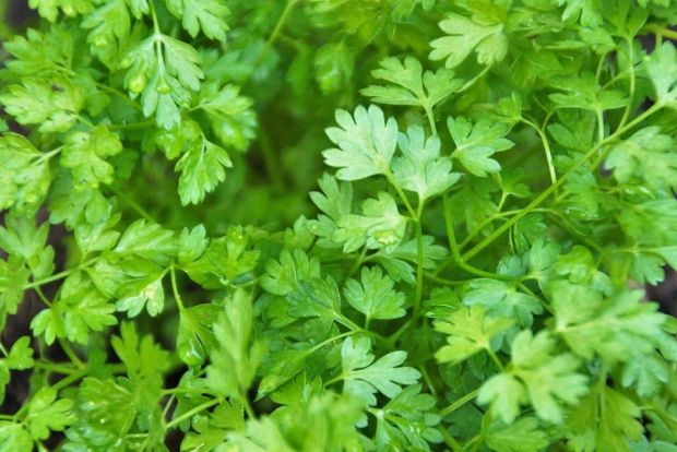 Chervil flowering Kraut grown from Samen with white blooms