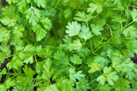 Chervil flowering Kraut grown from Samen with white blooms