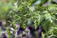 Chervil Samen Anthriscus cerefolium delicate foliage Pflanze