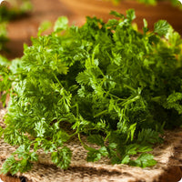 Chervil Samen Curled Anthriscus cerefolium Pflanze for Zuhause Gartenarbeit
