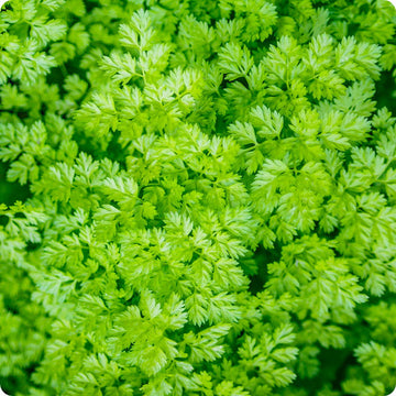 Chervil Samen Vertissimo Anthriscus cerefolium leafy Pflanze