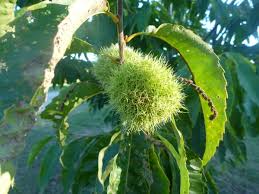 Chestnut Samen Germinating in Potting Soil