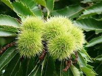 Chestnut Samen for Easy Indoor and Outdoor Aussaat