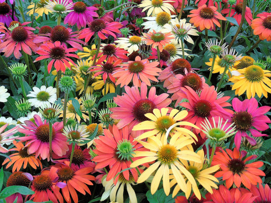Cheyenne Spirit Coneflower Echinacea gentechnikfrei Samen for Aussaat