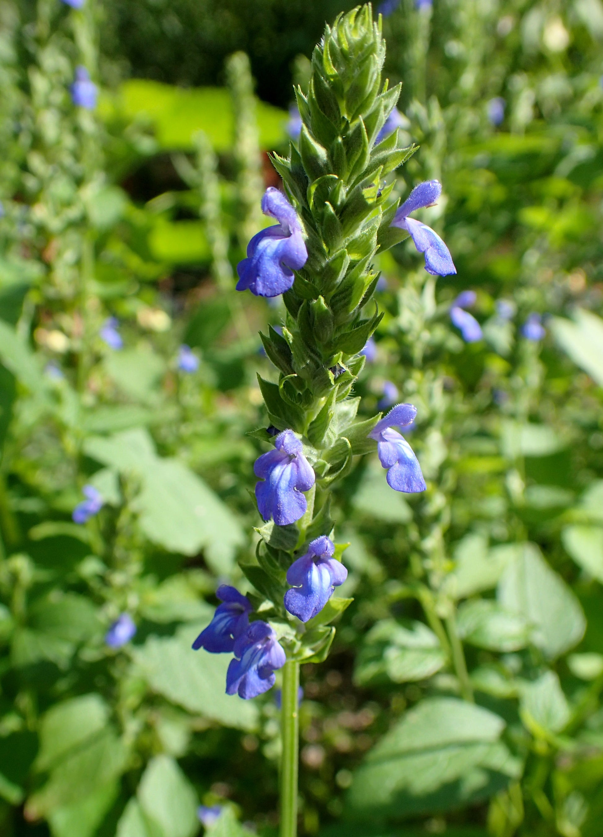 Chia Sage Pflanzen from Samen Anbau in an ornamental Garten