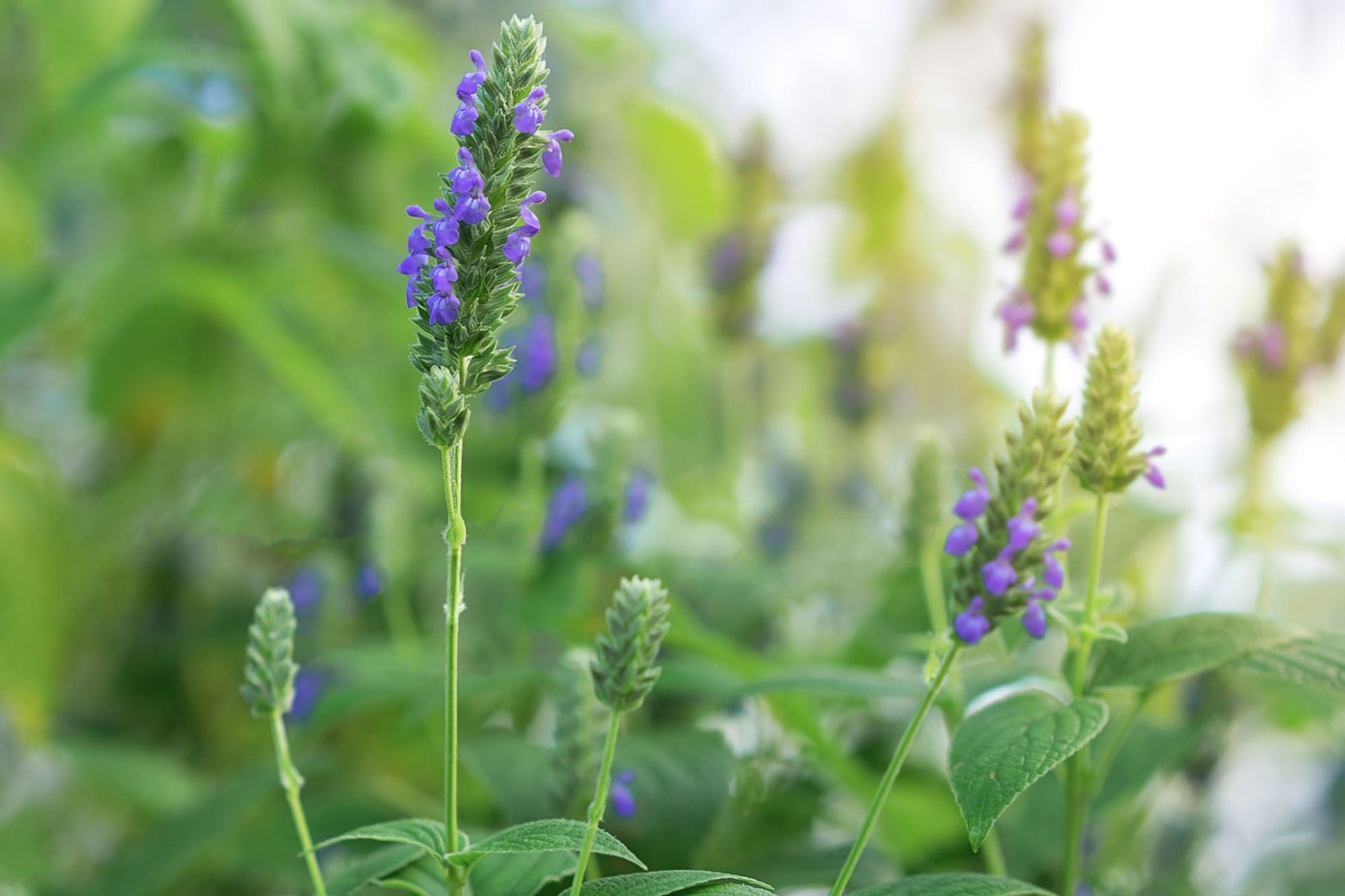 Chia Sage Samen producing purple Blume spikes