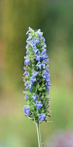 Chia Sage Samen Anbau into Salvia hispanica Pflanzen in full sun