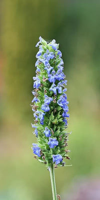 Chia Sage Samen Anbau into Salvia hispanica Pflanzen in full sun