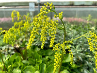 Gelb Chiastophyllum Blumensamen zur Aussaat – Landhaus Garten wichtig – Traditionssorte & ohne Gentechnik Samen Hausgarten
