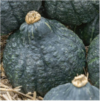 Chicago warted hubbard squash samen für aussaat