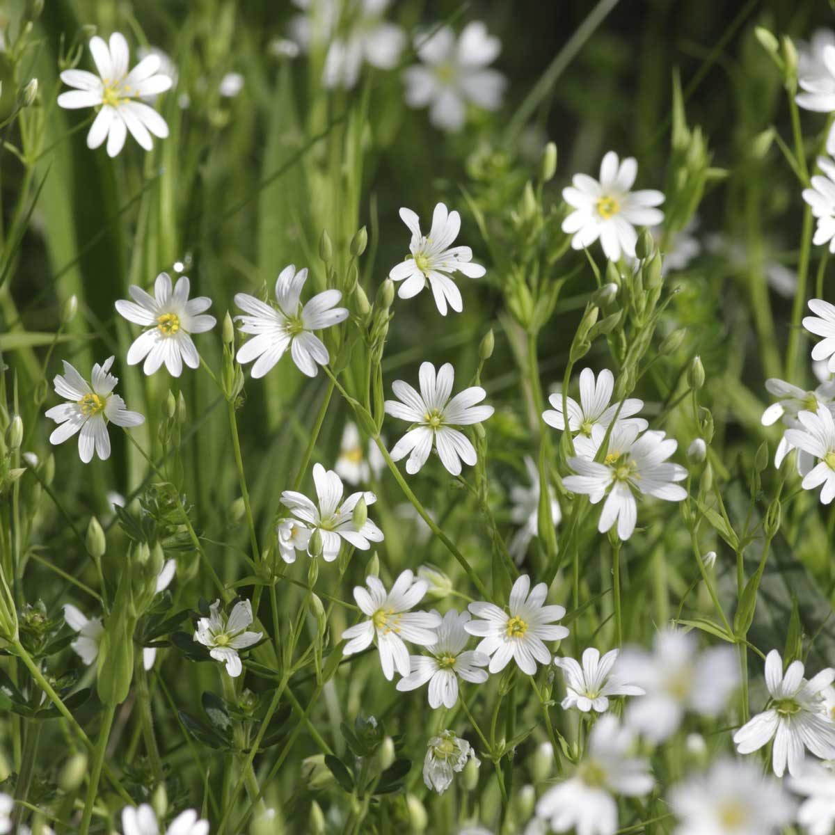 Chickweed Blume Samen zur Aussaat ideal Gardening