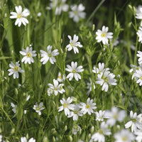 Chickweed Blume Samen zur Aussaat ideal Gardening