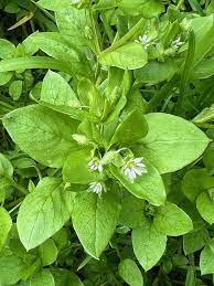 Chickweed Pflanze Anbau with small white Blumen