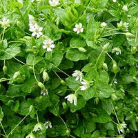 Chickweed seedlings sprouting in Garten soil