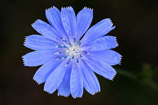 Chicory Blue Daisy Samen Cichorium intybus Kraut and Blume
