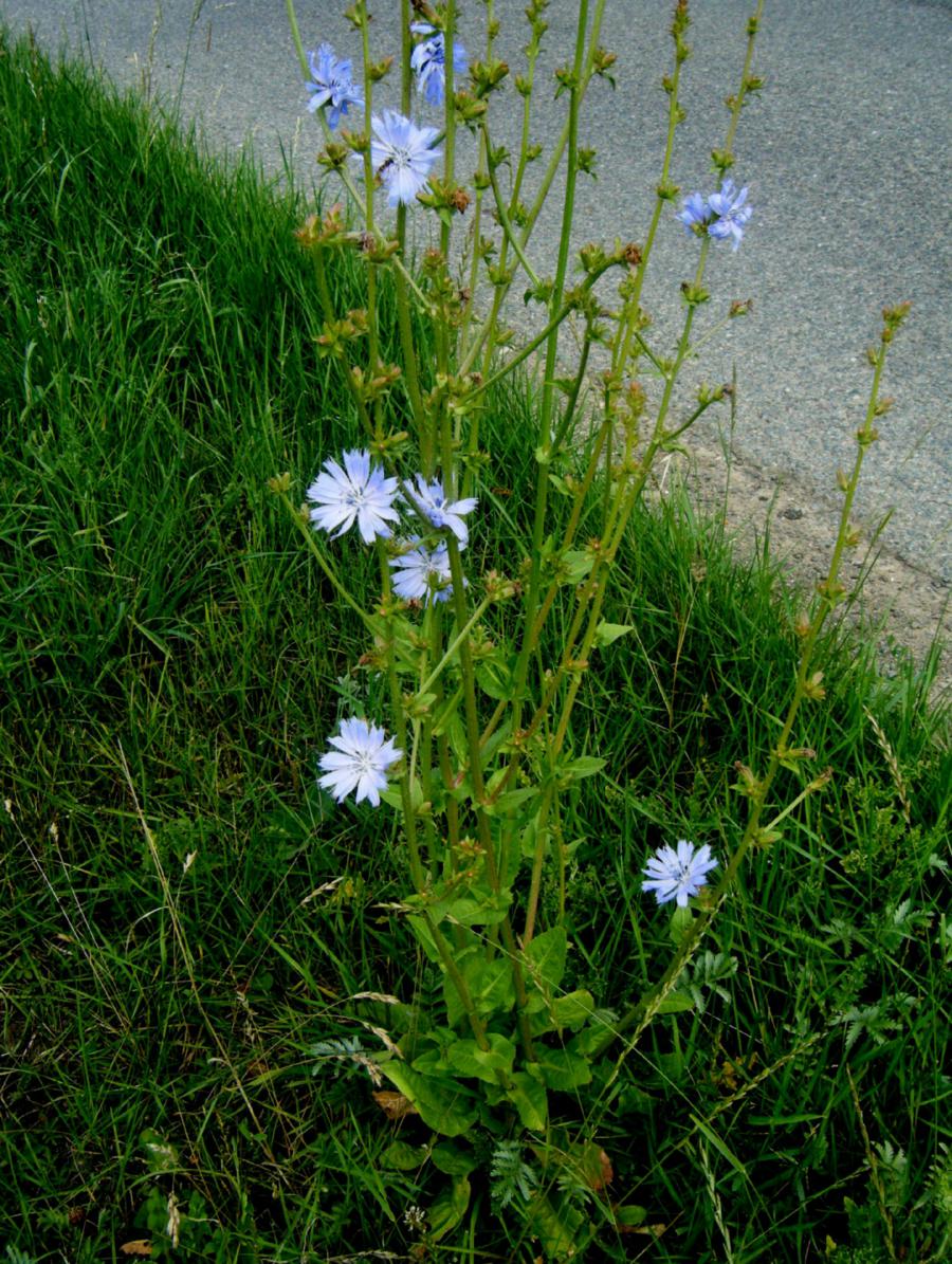 Chicory Cichorium intybus Young essbar Leaves for Culinary Use