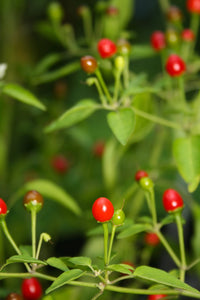 Pequin Gemüse Planting Samen