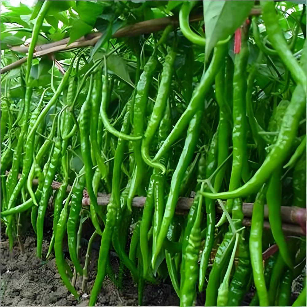 Chili pepper capsicum annuum samen für aussaat
