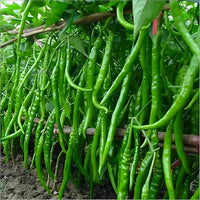Chili pepper capsicum annuum samen für aussaat