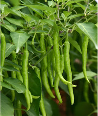 Chili pepper pflanzen wachsend in a sunny gemüse bed