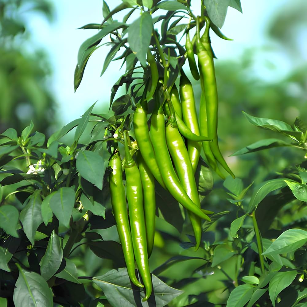 Young chili pepper seedlings sprouting aus non gmo samen