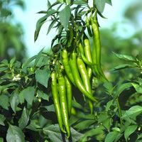 Young chili pepper seedlings sprouting aus non gmo samen