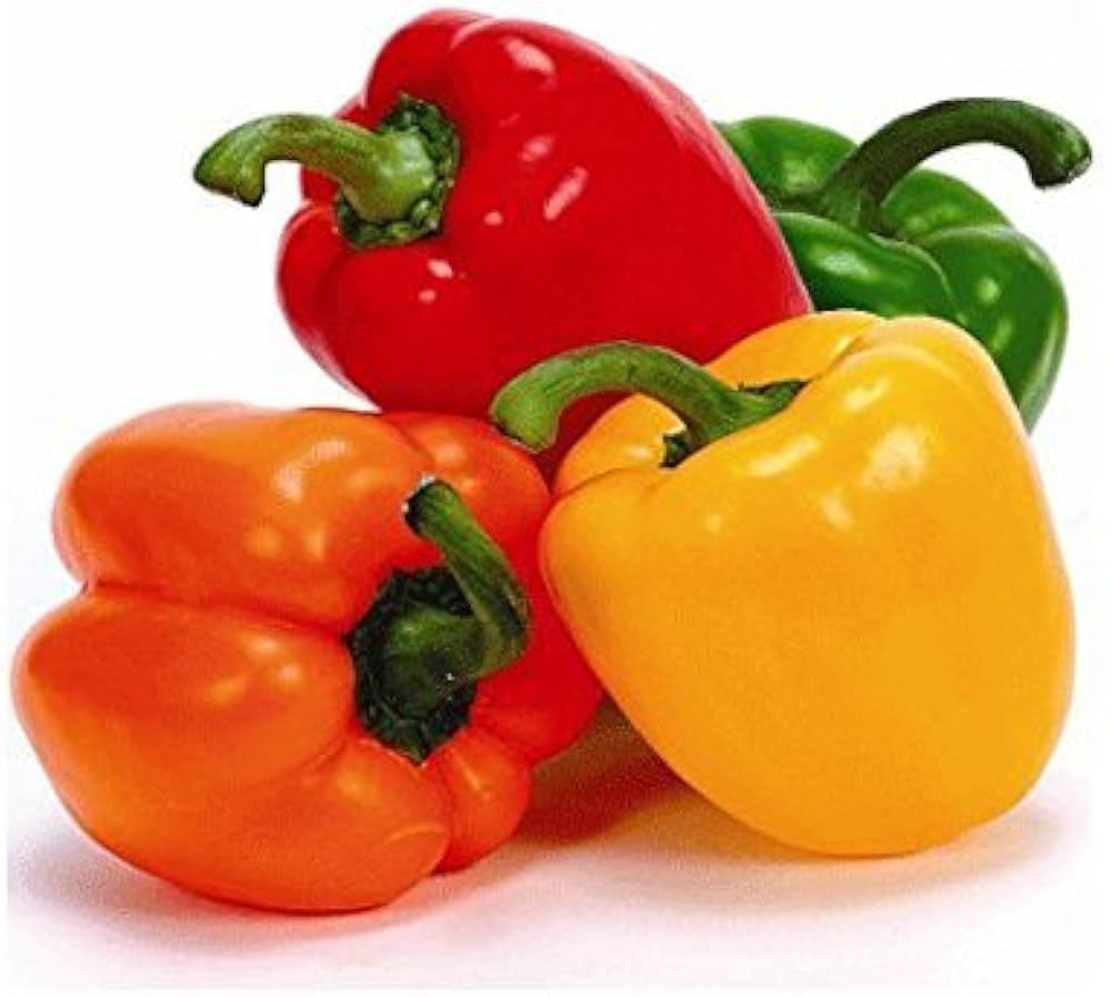 Ripe red chili pie peppers ready für harvest