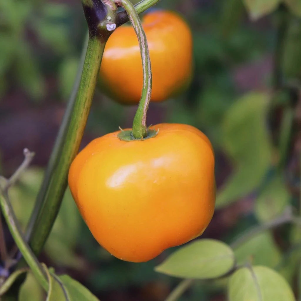 Rocoto Manzano Gemüsesamen für einfache Aussaat