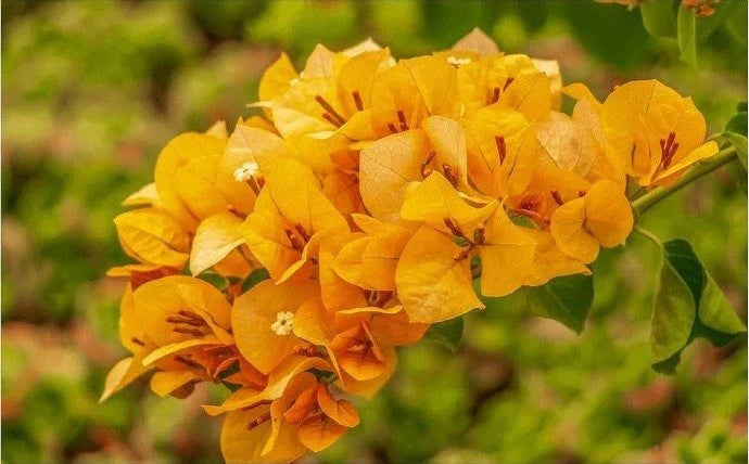 Gelb Drillingsblume Blumensamen zur Aussaat – Bestäuber freundlich – Traditionssorte & ohne Gentechnik Samen Hausgarten