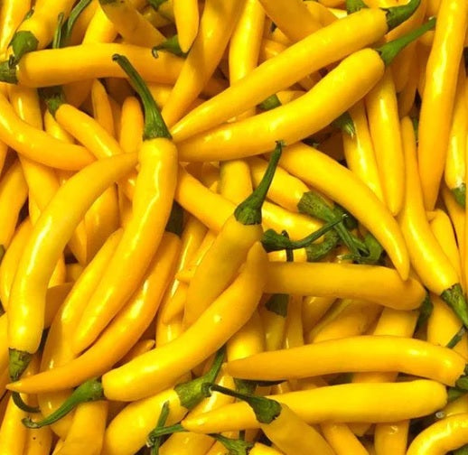 Semi di peperone giallo da piantare
