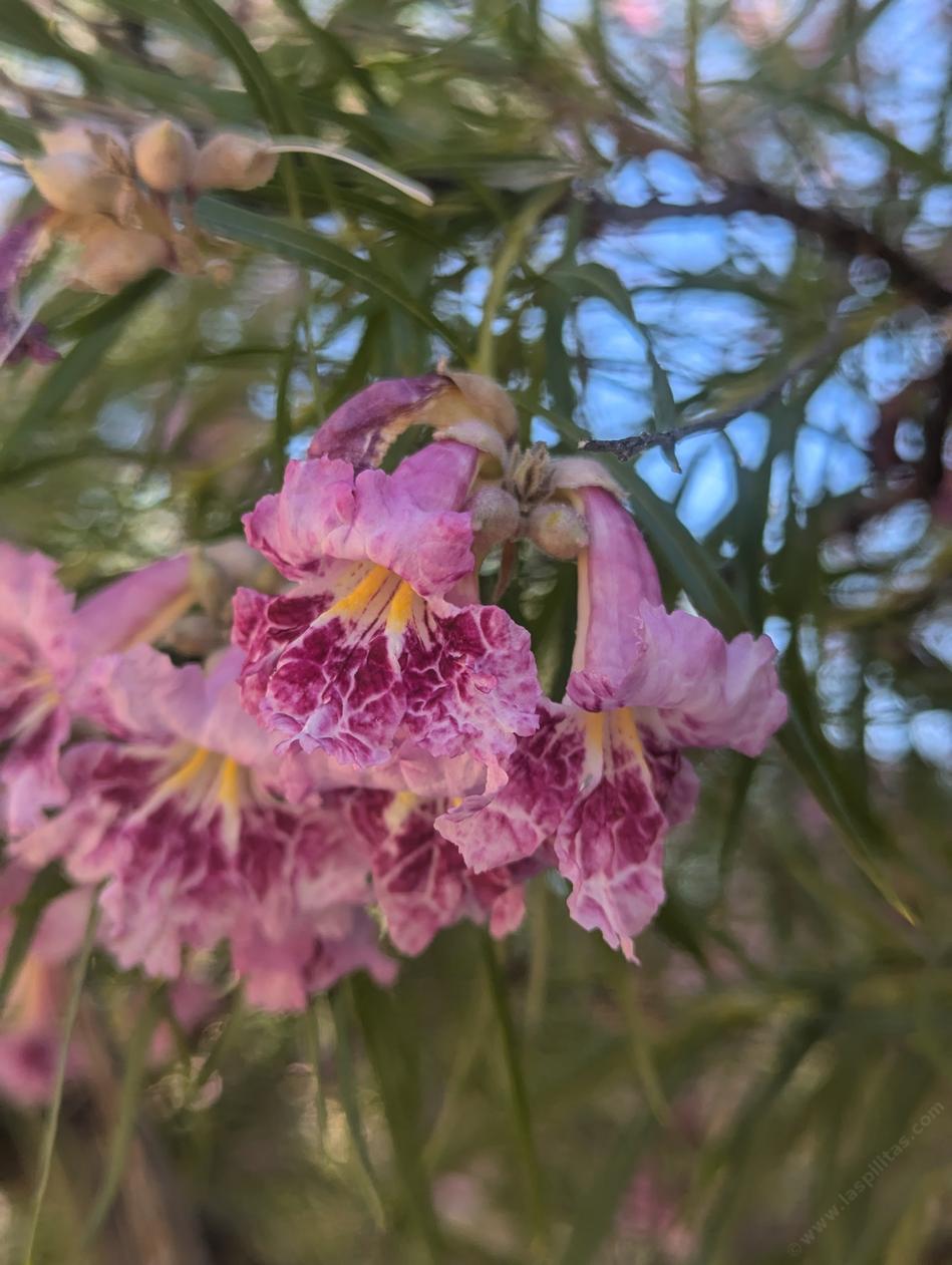 Chilopsis Blumensamen zur Aussaat farbenfroh Schau Traditionssorte & ohne Gentechnik Samen Hausgarten