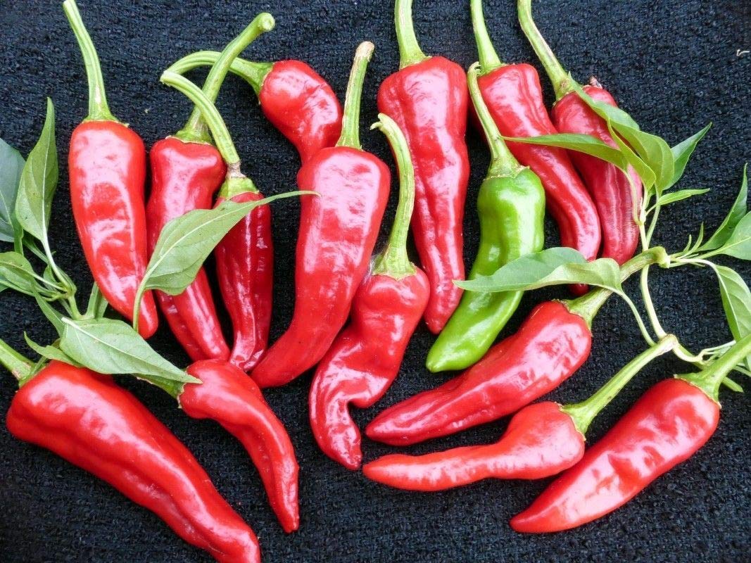 Traditionelle chimayo pepper samen für aussaat
