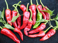 Traditionelle chimayo pepper samen für aussaat
