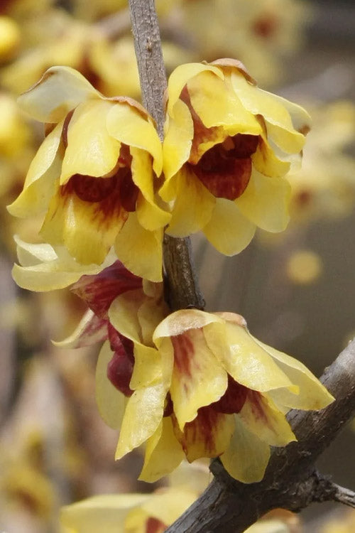 Chimonanthus Wintersweet Blumensamen zur Aussaat Halbschatten verträglich Traditionssorte & ohne Gentechnik Samen Hausgarten
