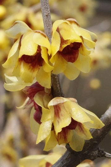 Chimonanthus Praecox Blume Samen zur Aussaat für Ihren Garten