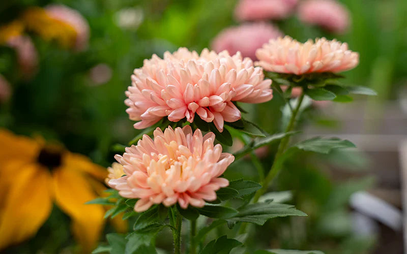 Weiß Orange China Aster Blumensamen zur Aussaat leuchtend Blüten Traditionssorte & ohne Gentechnik Samen Hausgarten