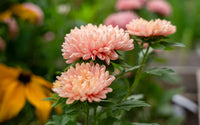 Weiß Orange China Aster Blumensamen zur Aussaat leuchtend Blüten Traditionssorte & ohne Gentechnik Samen Hausgarten