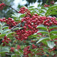 Chinese ash pepper pflanzen wachsend in an herbal garten