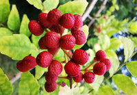 Chinese ash pepper samen für aussaat zanthoxylum bungeanum variety