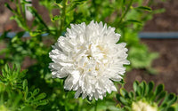 Weiß Aster Callistephus Blumensamen zur Aussaat hochwertige Qualitäts- Traditionssorte & ohne Gentechnik Samen Hausgarten